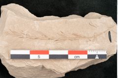 Foto (Detailansicht) von Taxodium distichum miocenicum Heer (NHMW-GEO-2024-0188-6429)